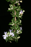 Rosmarinus officinalis (Prostratus Group) 'Capri' RCP12-08 132.jpg
